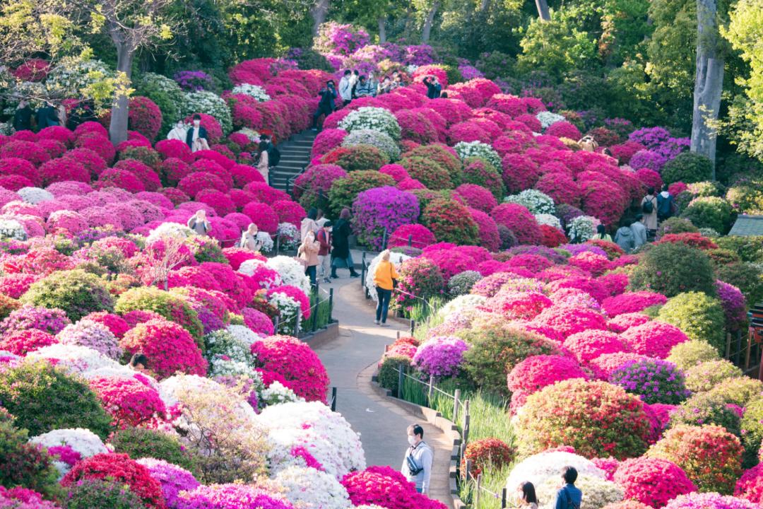 那些被我们忽略的风景,球球景观