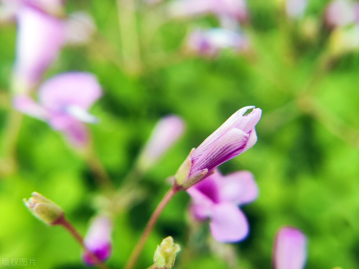 红花酢浆草11月,红花酢浆草春天翻盆时间