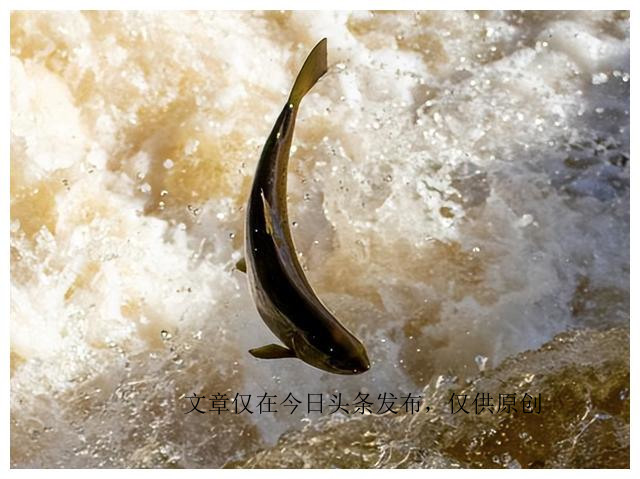 为何动物园不给老虎喂猪肉，吃猪肉有何危害？老虎尸体怎么处理？