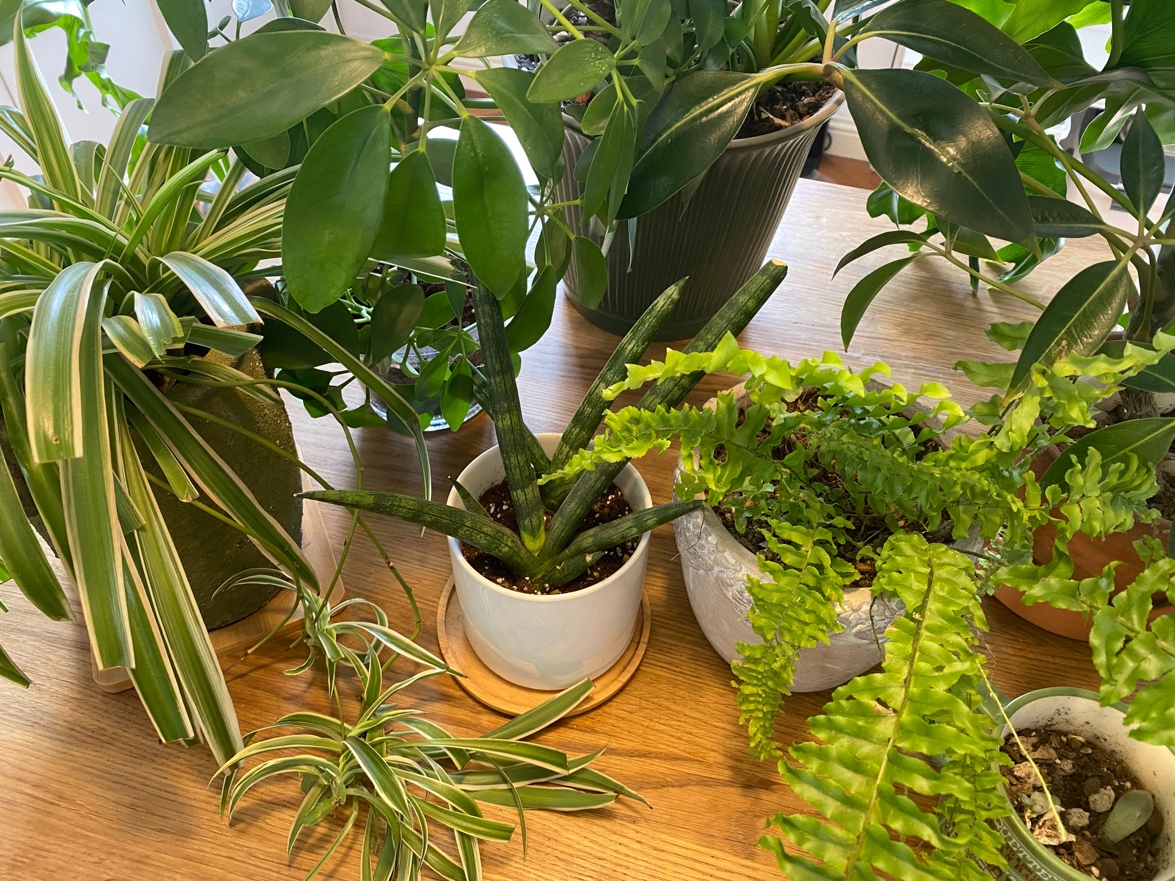 进阶为植物养殖高手必养的植物,20年种植经验告诉你多肉这样养