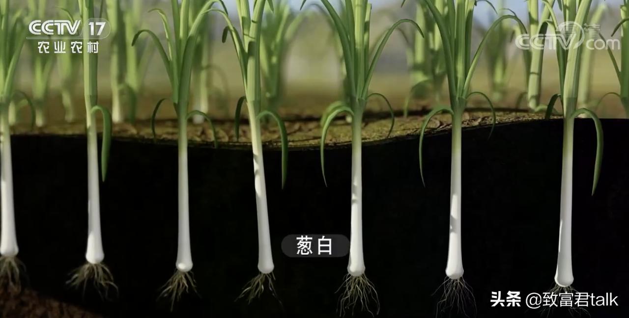 他种的大葱，比姚明高一头