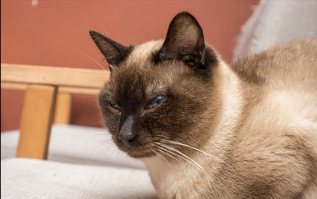 各个品种猫咪大概的价格,盘点各种猫咪的价格