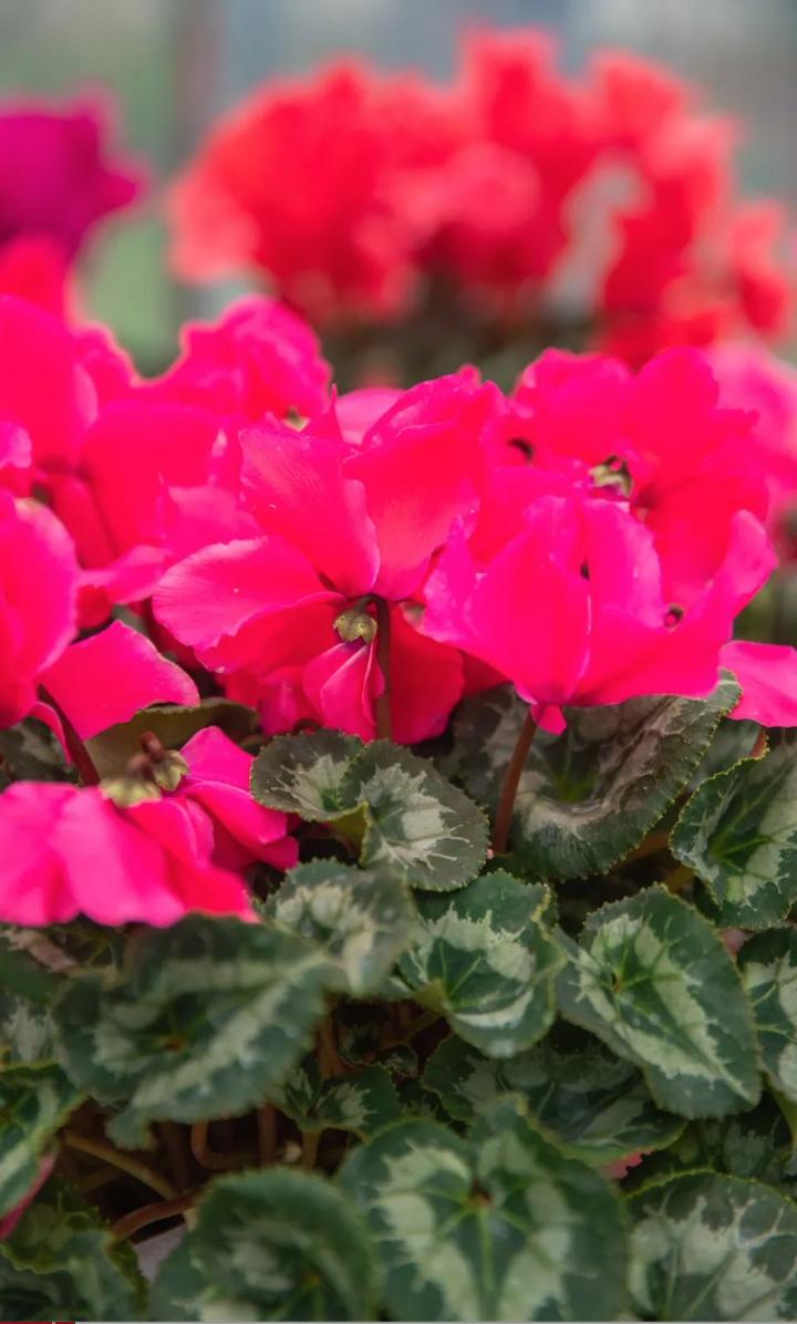 武汉惠民鲜花券领取时间,武汉鲜花优惠券