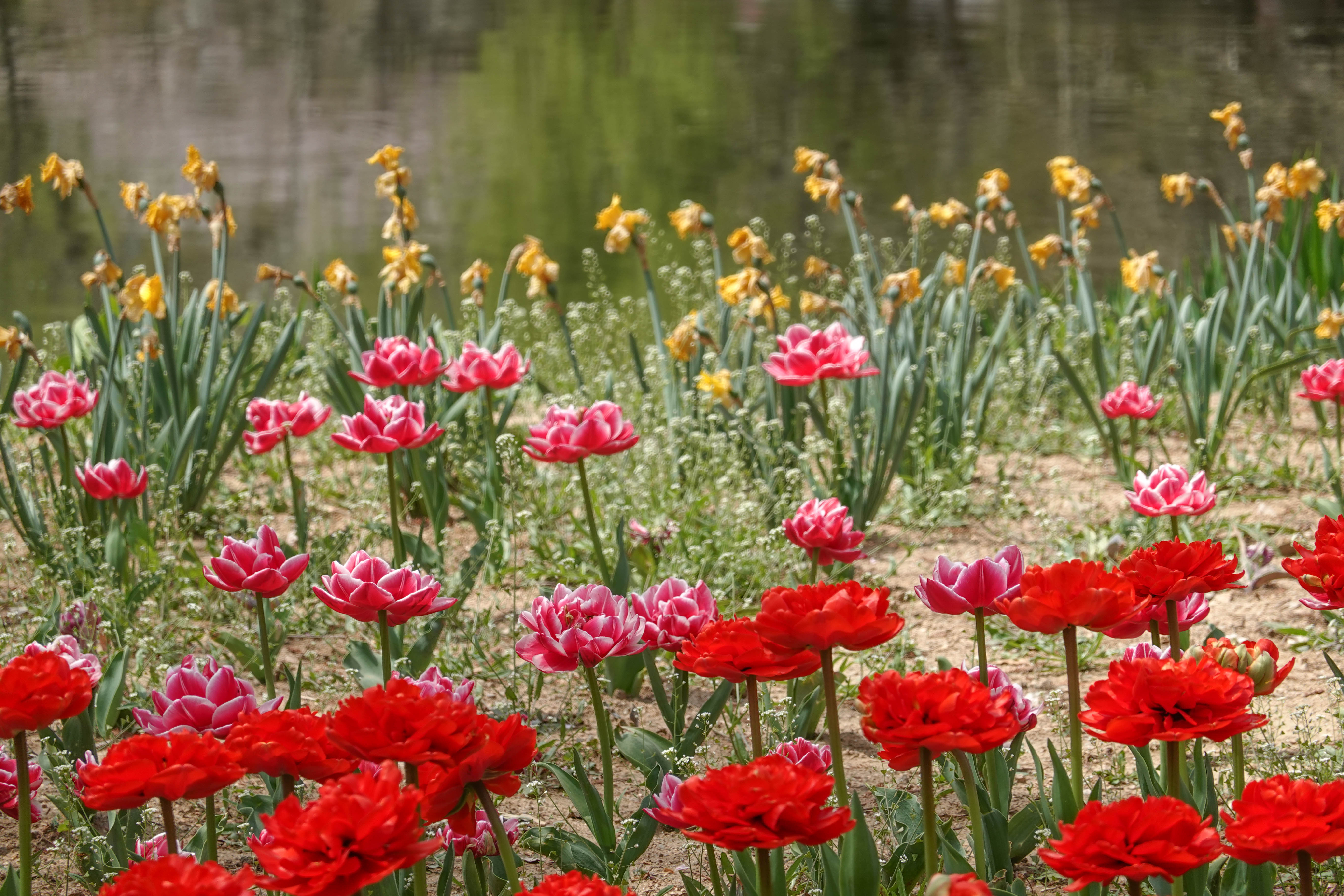 青岛中山公园赏花,青岛中山公园郁金香花海唯美浪漫