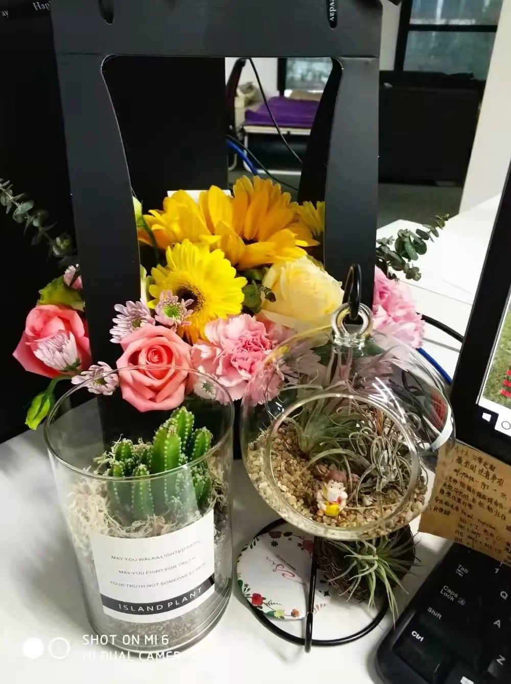 办公室必买的绿植,适合办公室的大型绿植大全