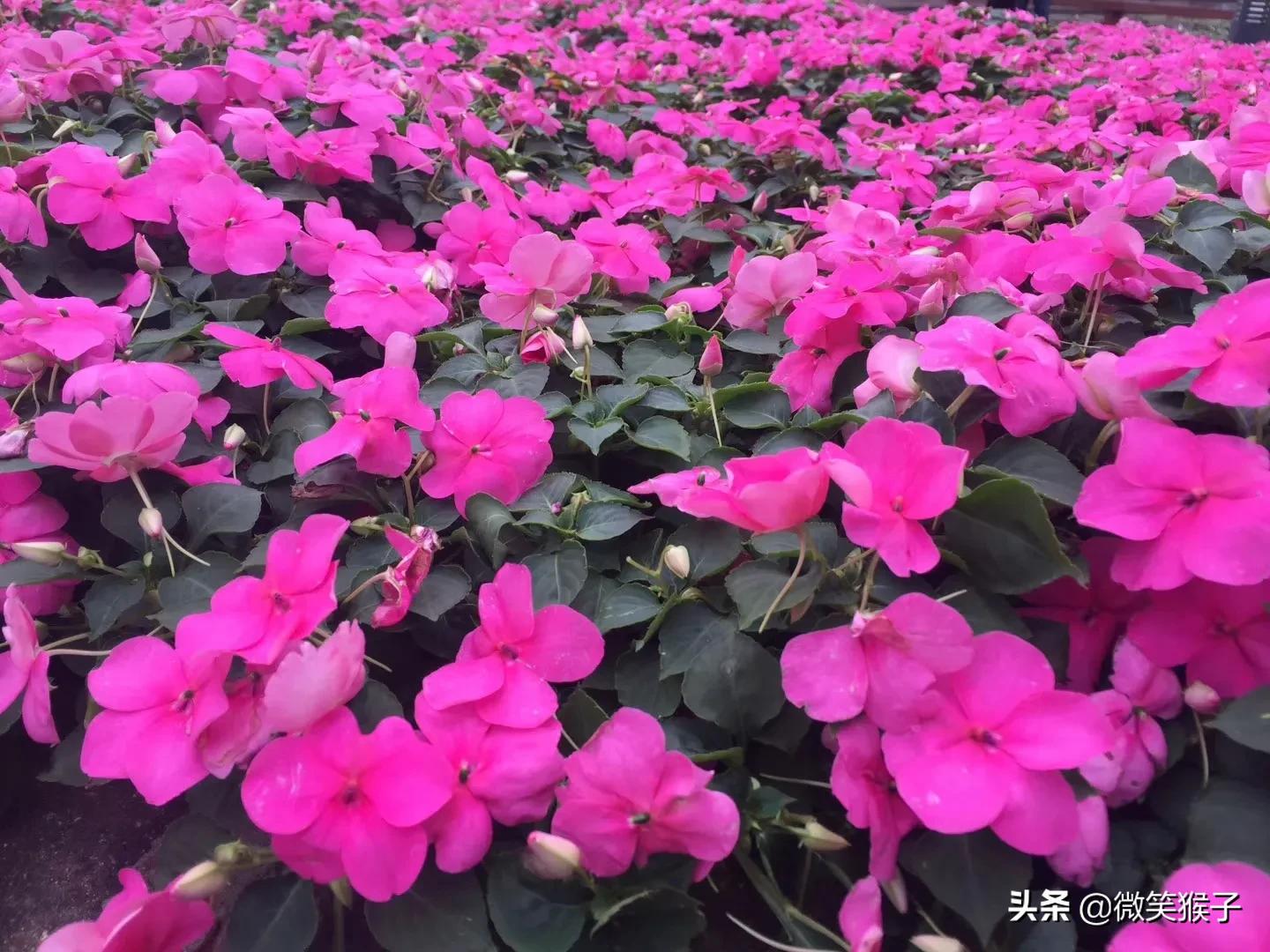 城市里的氧吧,广州番禺莲花山旅游区