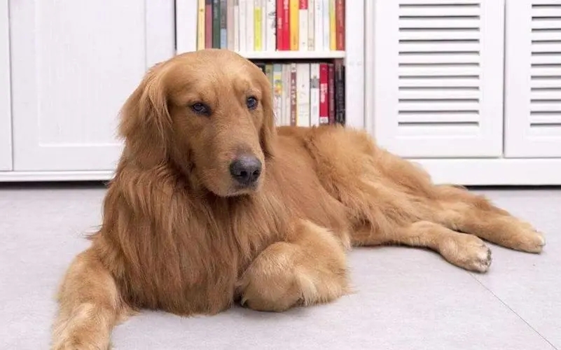 养了一只不听话的金毛该怎么办,养一只金毛的血泪史