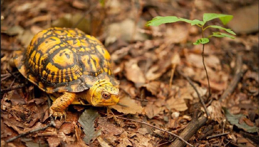 箱龟种类及图片,箱龟品种大全