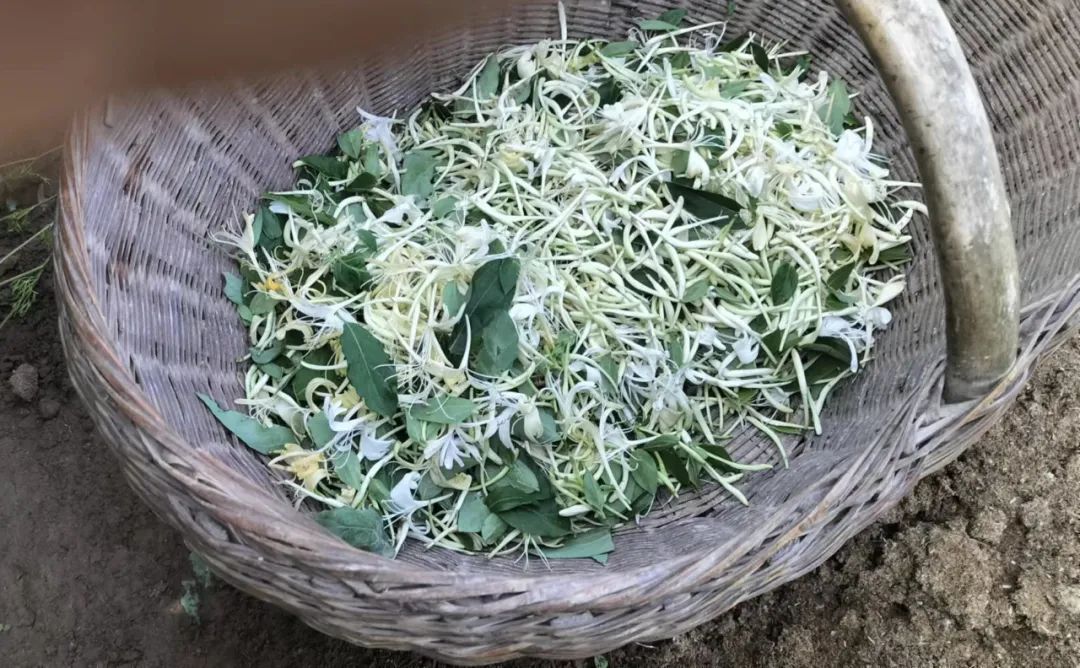 乐在其中——我与公众号“百姓文化视点”◎文/天涯