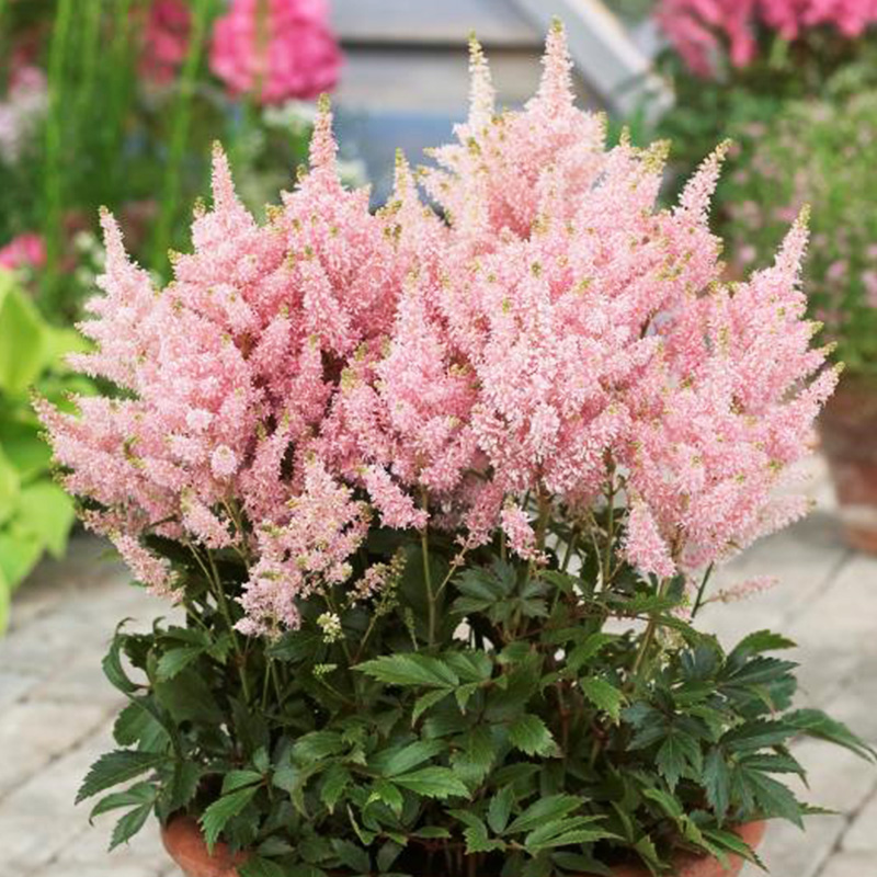 落新妇是种球植物吗,落新妇是多年生植物吗