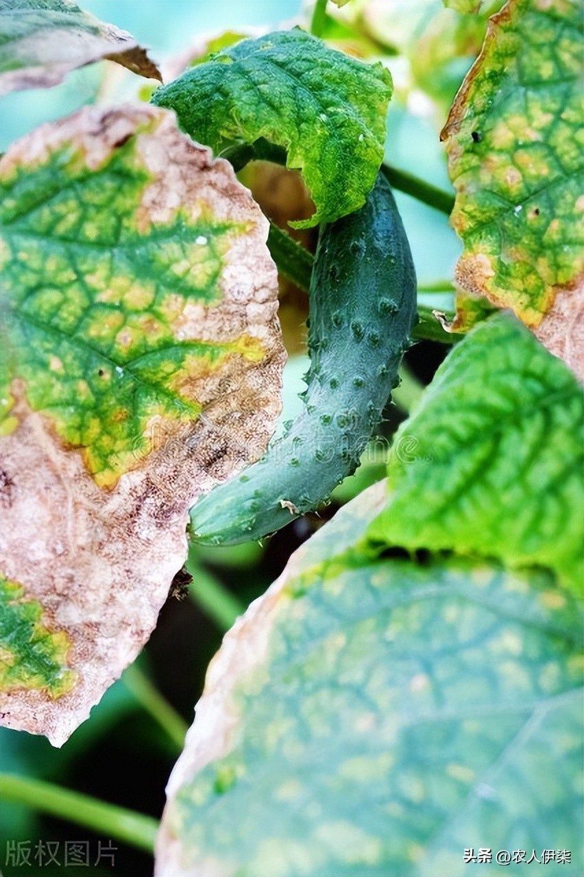 小苏打加白醋对蔬菜防病害有用吗,小苏打能防病虫害吗