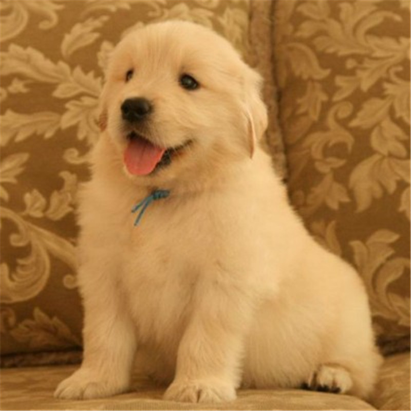 金毛价格多少钱一只,金毛价格一般多少