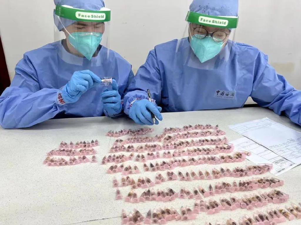 金陵海关查获378只活体野蛮收获蚁,海关截获蚂蚁收获蚁