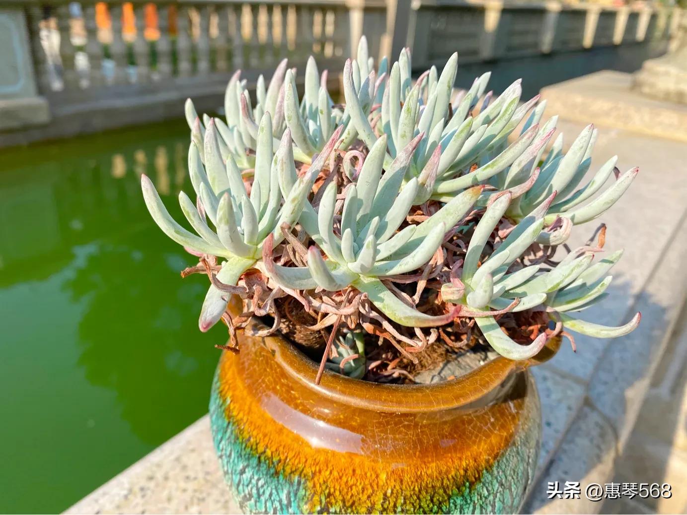 怎样养护多肉植物仙女杯,多肉仙女杯拍摄视频
