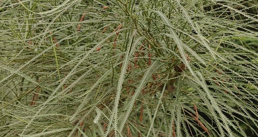 迪拜适合养什么植物,迪拜常见花草