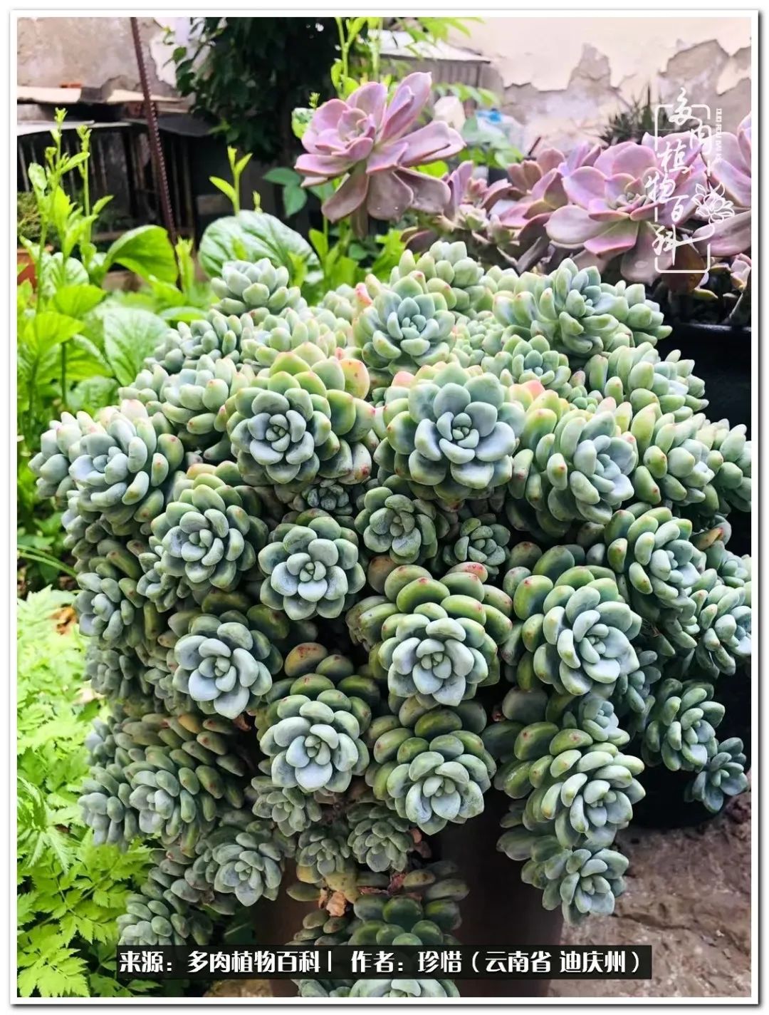 给生命一份淡然还岁月一份从容,给生命留一份洒脱的话