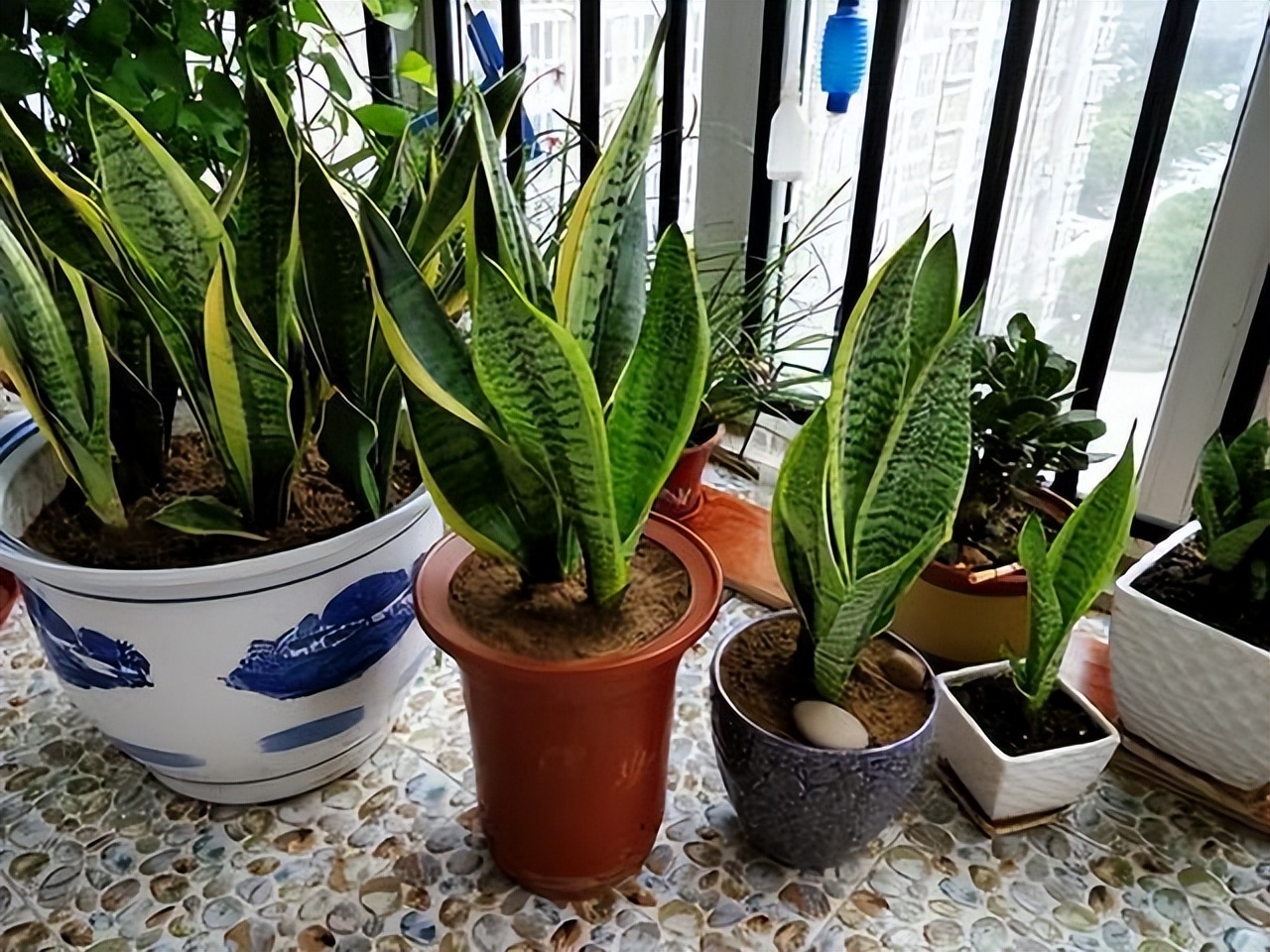 家里养哪种绿植好养且净化空气,除甲醛最好的绿植花