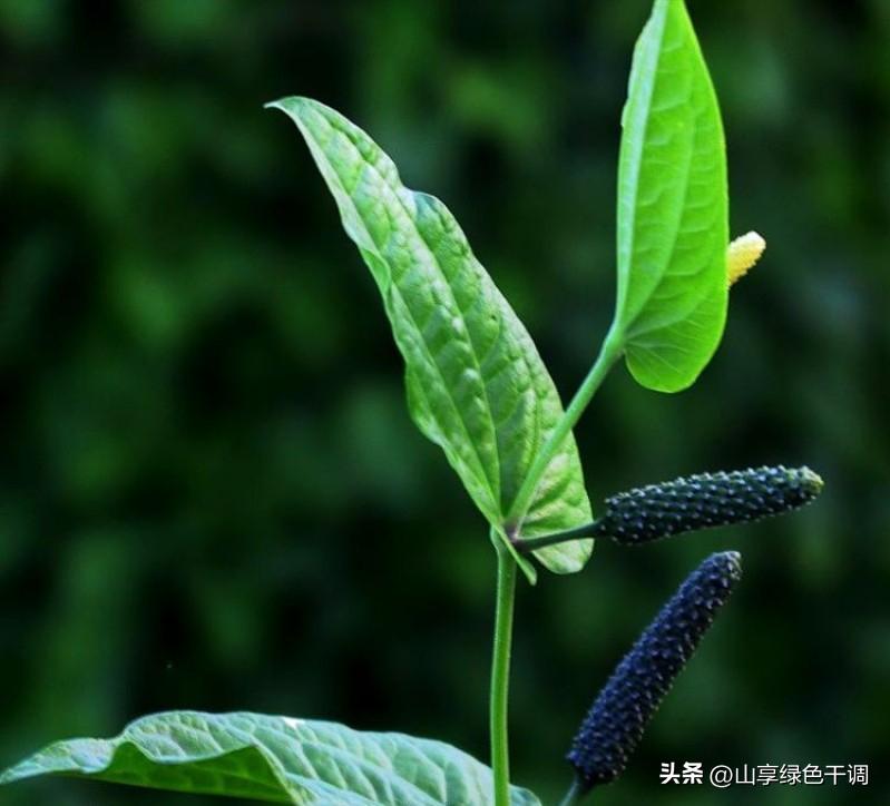 香料中荜拨搭配胡椒的使用方法,荜拨作为香料怎么用