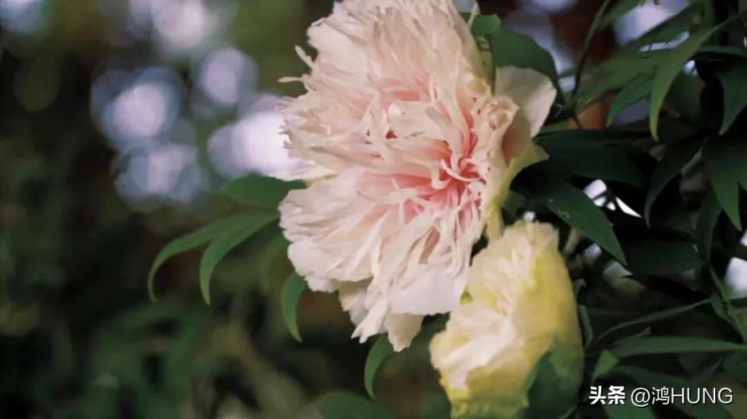 写牡丹花的诗句古诗大全,描写牡丹的诗句古诗