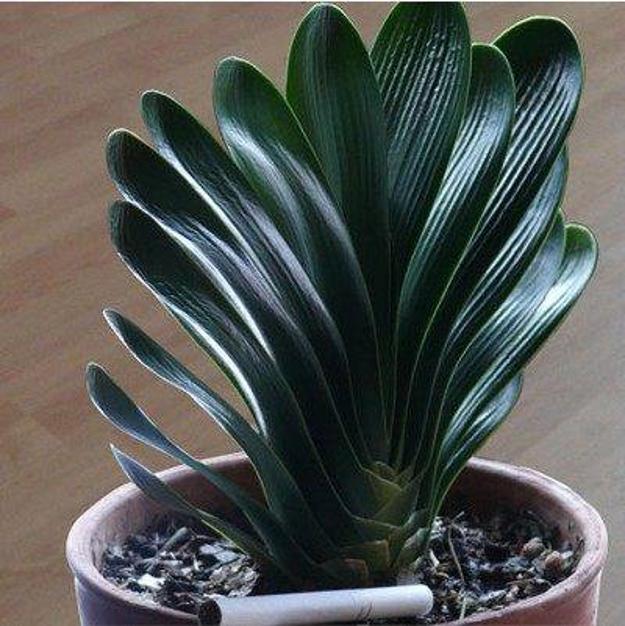 2022虎年年宵花,年宵花系列来了