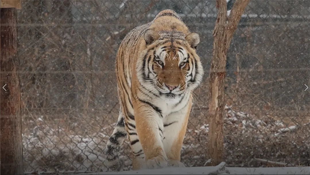 冬天的济南美丽雪景,济南的冬天平常与不平常的冬景