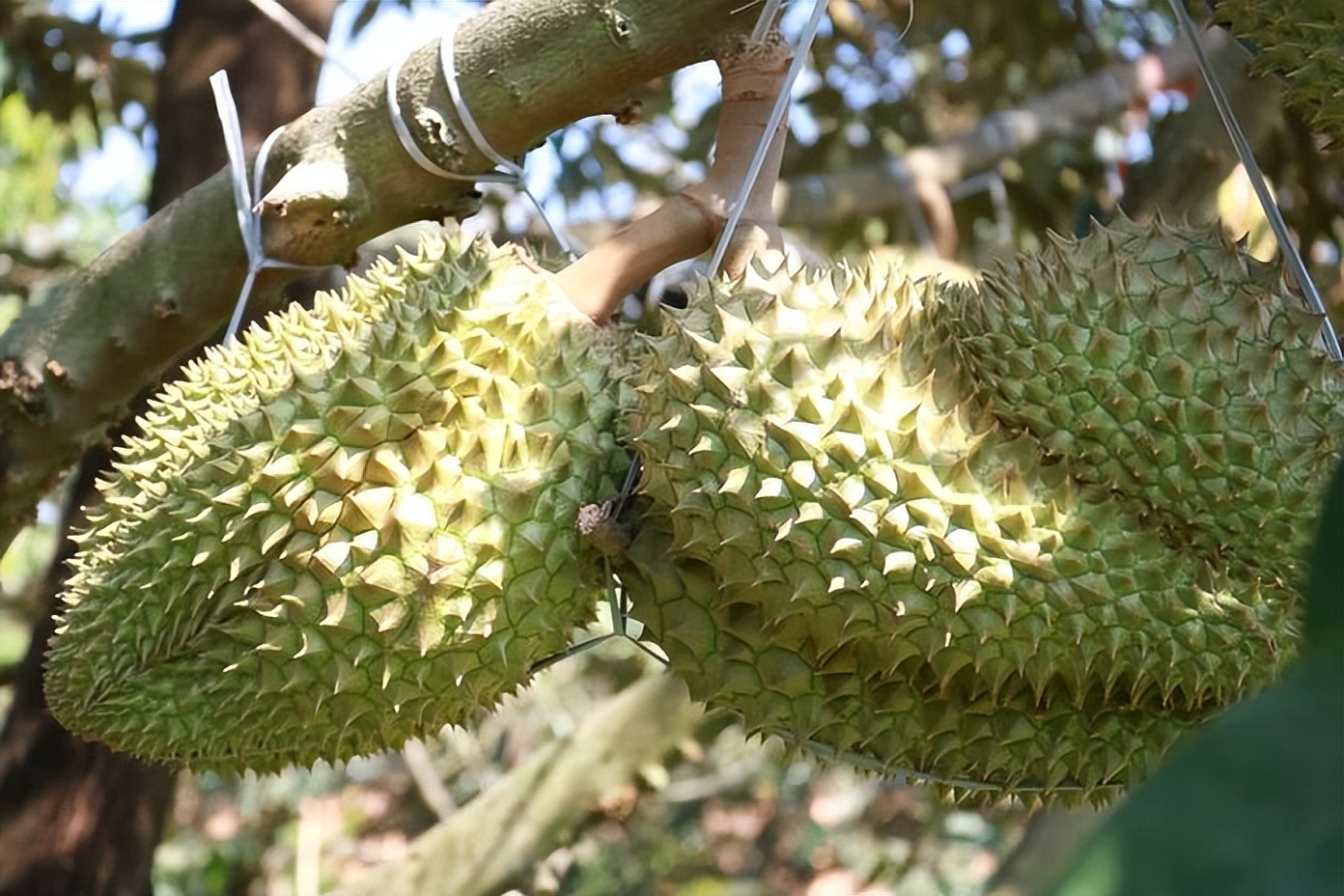 泰国南部榴莲上市对价格有冲击吗,3月份泰国金枕榴莲行情预估