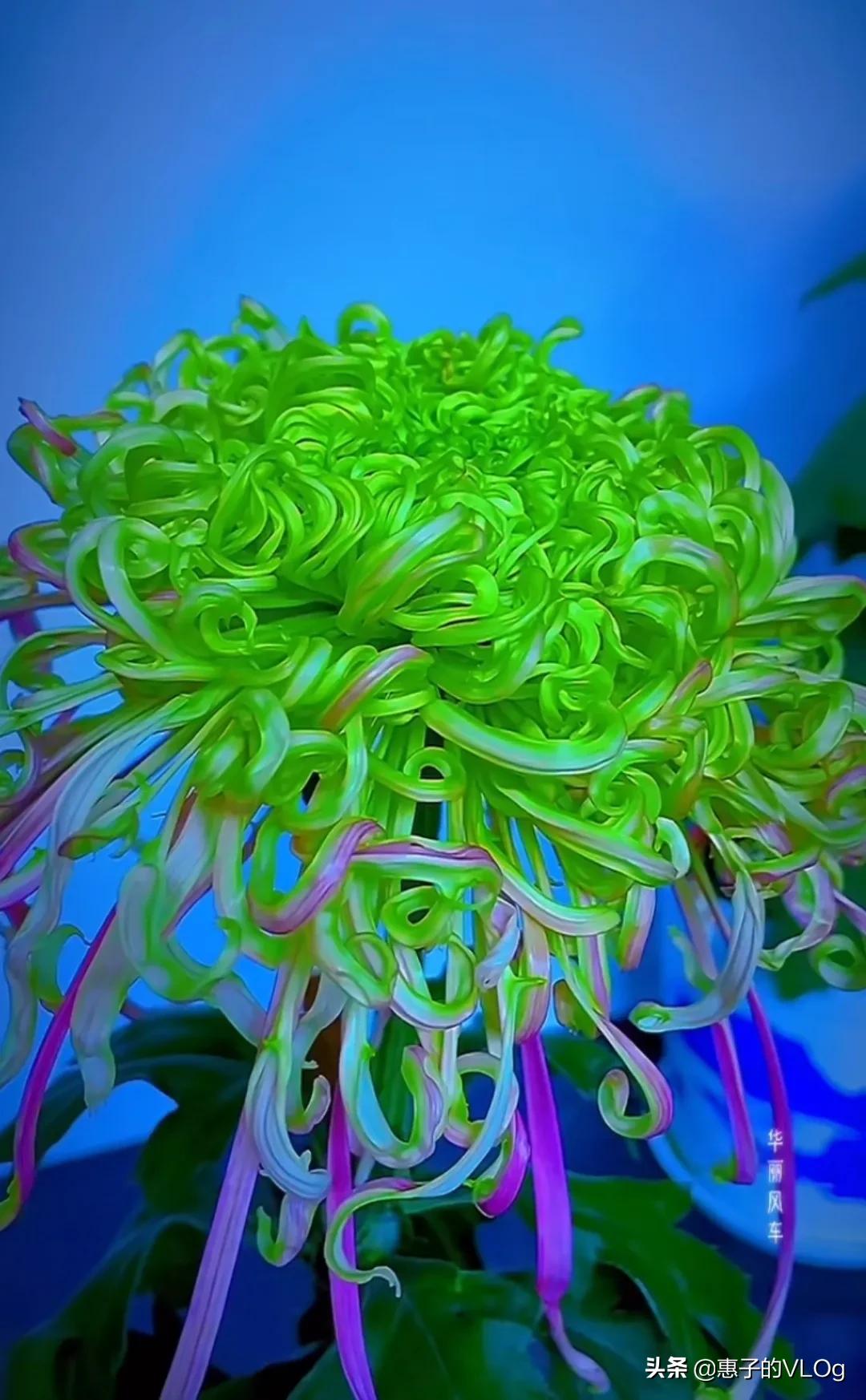 每朵花儿都有它盛开的意义,每一朵花开都有它的意义