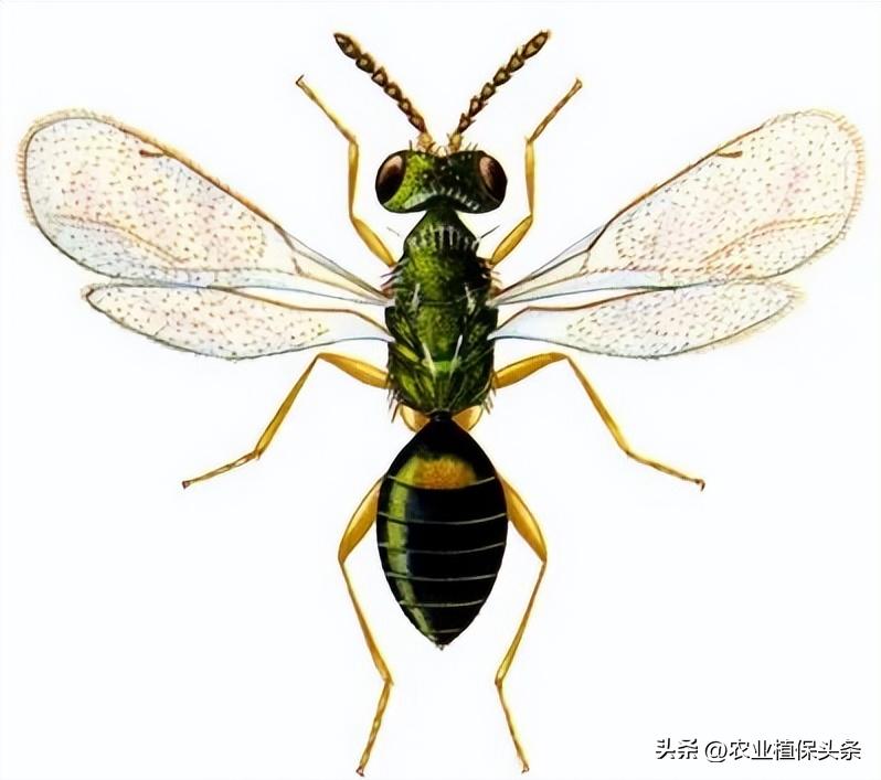 螨类害虫的农业防治措施,农业昆虫与害虫防治