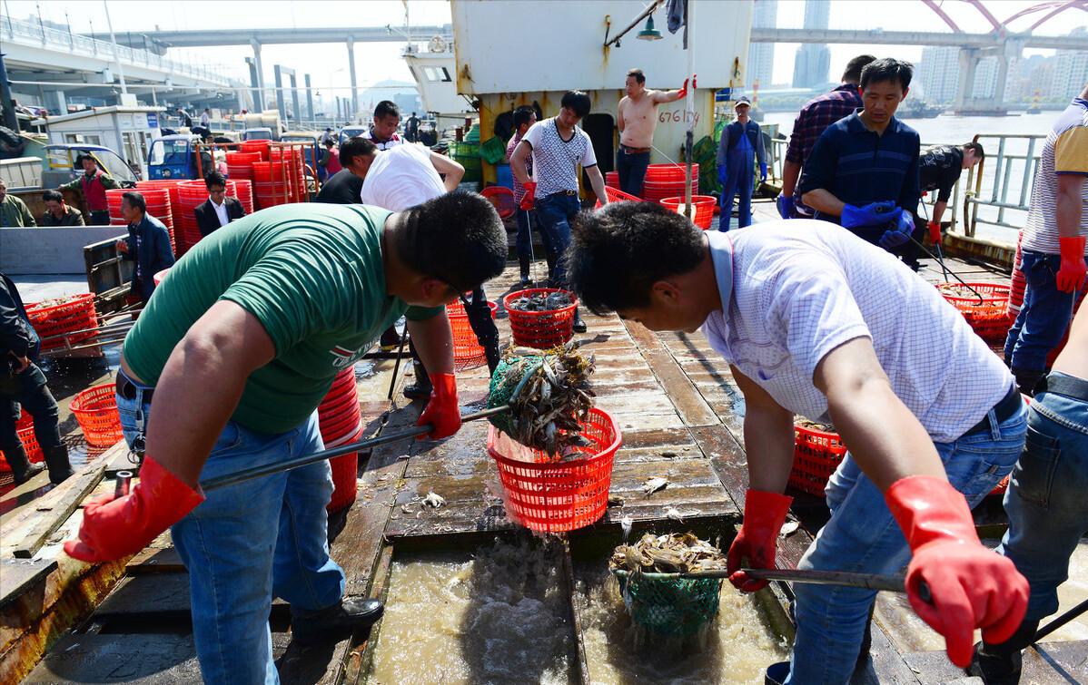 浙江一渔民捕获3000斤大黄鱼,浙江渔民捕获天价大黄鱼