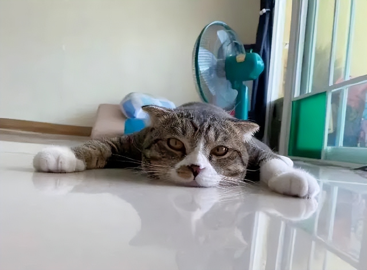 猫咪中暑的症状,猫咪中暑有什么表现