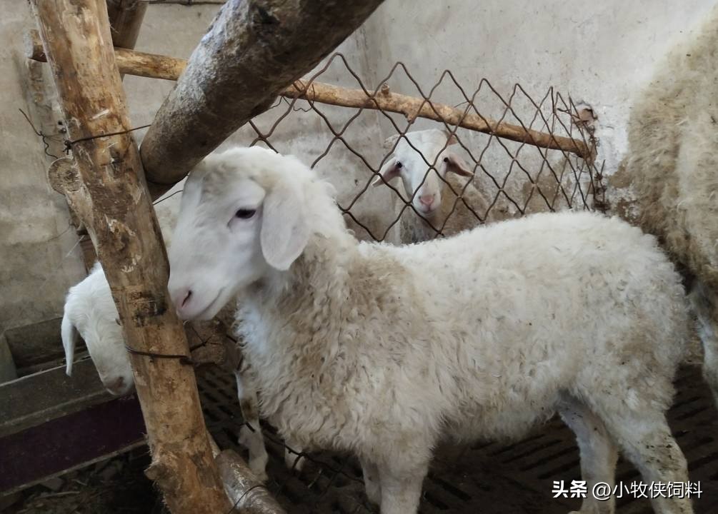 羊羔长势慢怎么办,羊羔如何提高生长速度