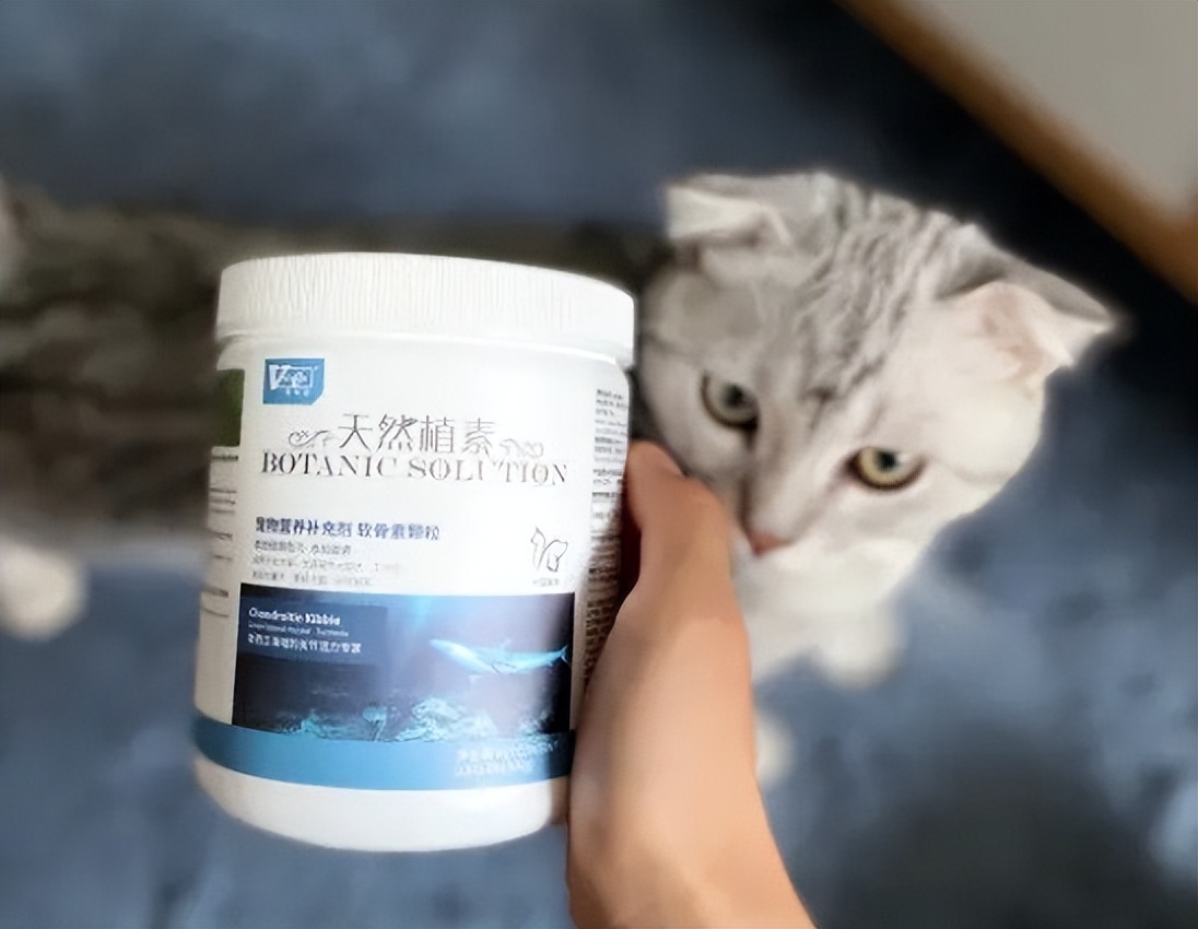 折耳猫一定要吃软骨素吗,折耳猫用一直吃软骨素么