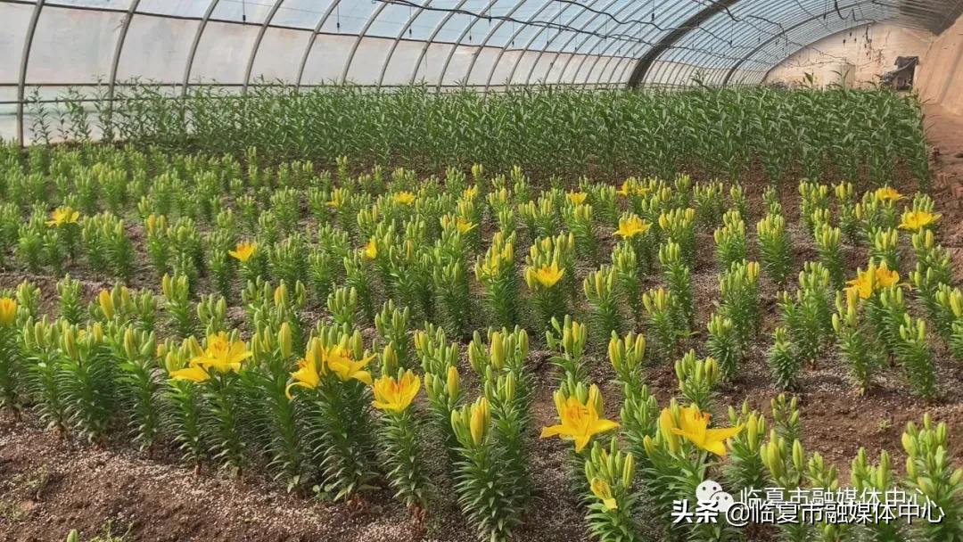 香水百合试种成功！临夏市折桥镇*庄大**村喜添“花样”产业