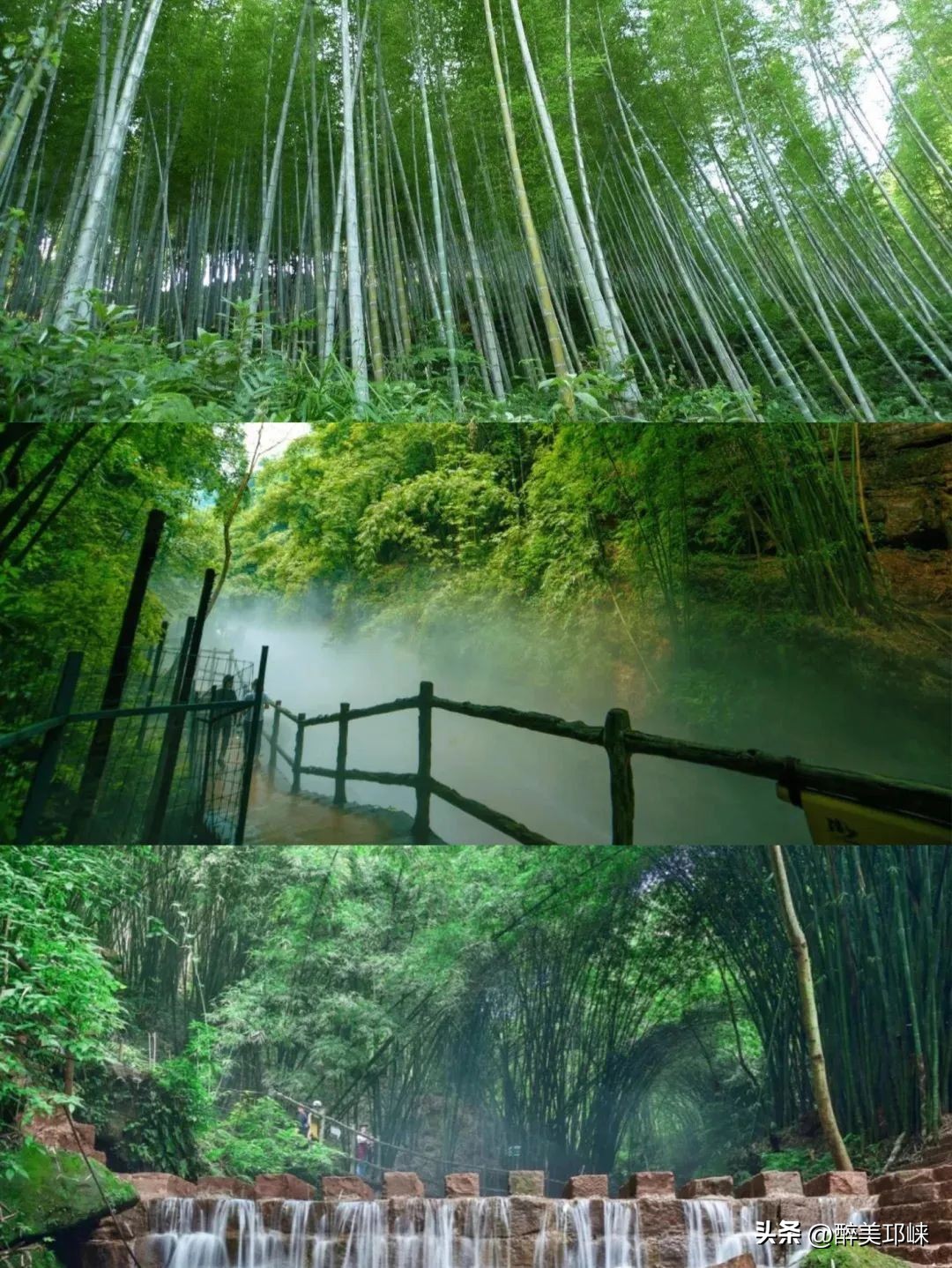 竹是风骨,平安竹养的如此茂盛