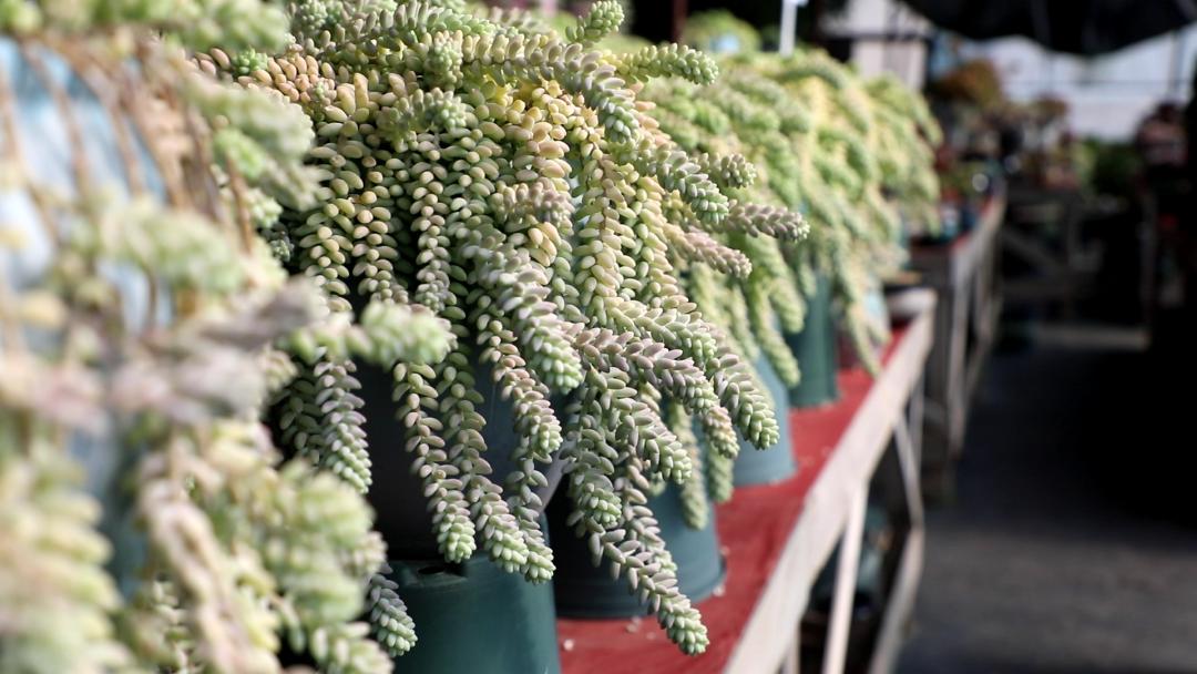 拉萨今年五一旅游多少人,五一拉萨旅游合适吗