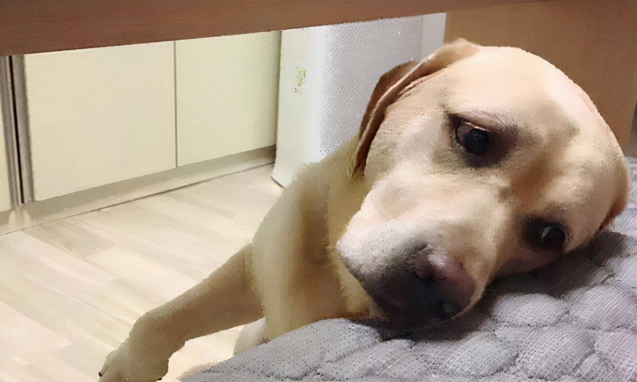 拉布拉多最难养的阶段怎么养,拉布拉多幼犬可以一直养笼子里吗