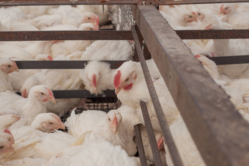 鸡感冒了是怎么回事？你养鸡的一个祸害，今天风寒感冒跟你说清楚