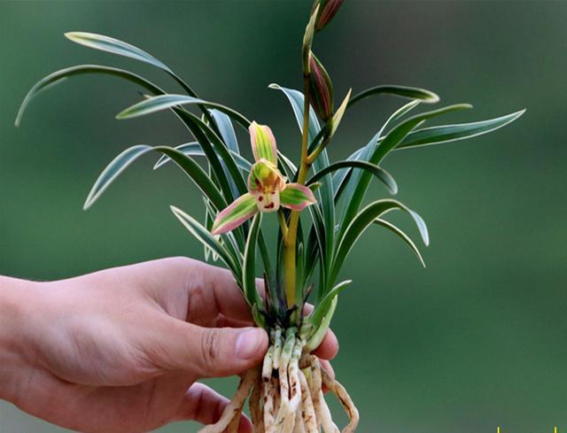 矮种金边兰花精品,好养又香又便宜的金边兰花品种
