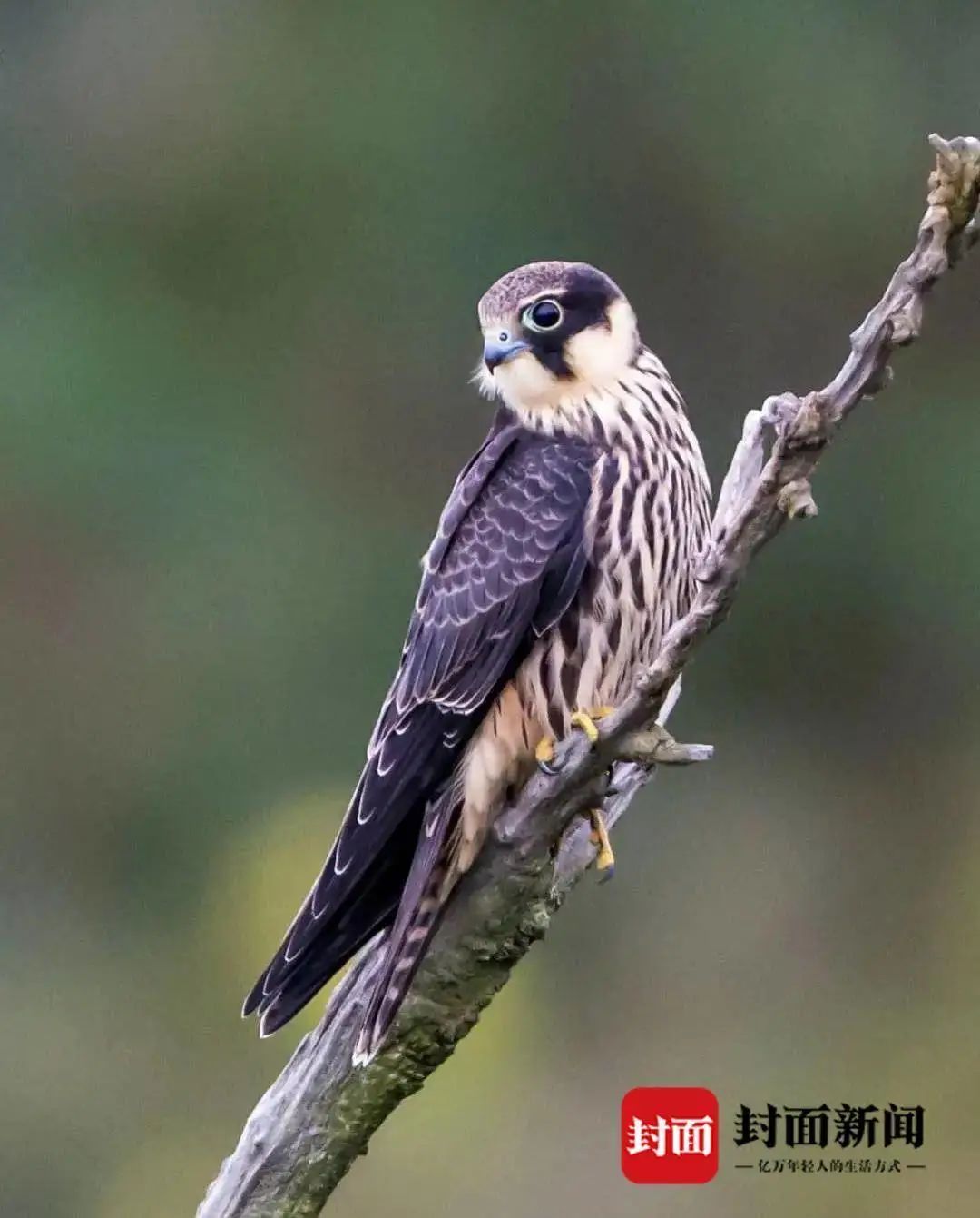 大学生掏鸟被判10年出狱回家,大学生掏鸟获刑10年半申诉被驳回