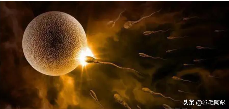 两亿精子和卵细胞,最优秀的精子才会和卵子结合吗