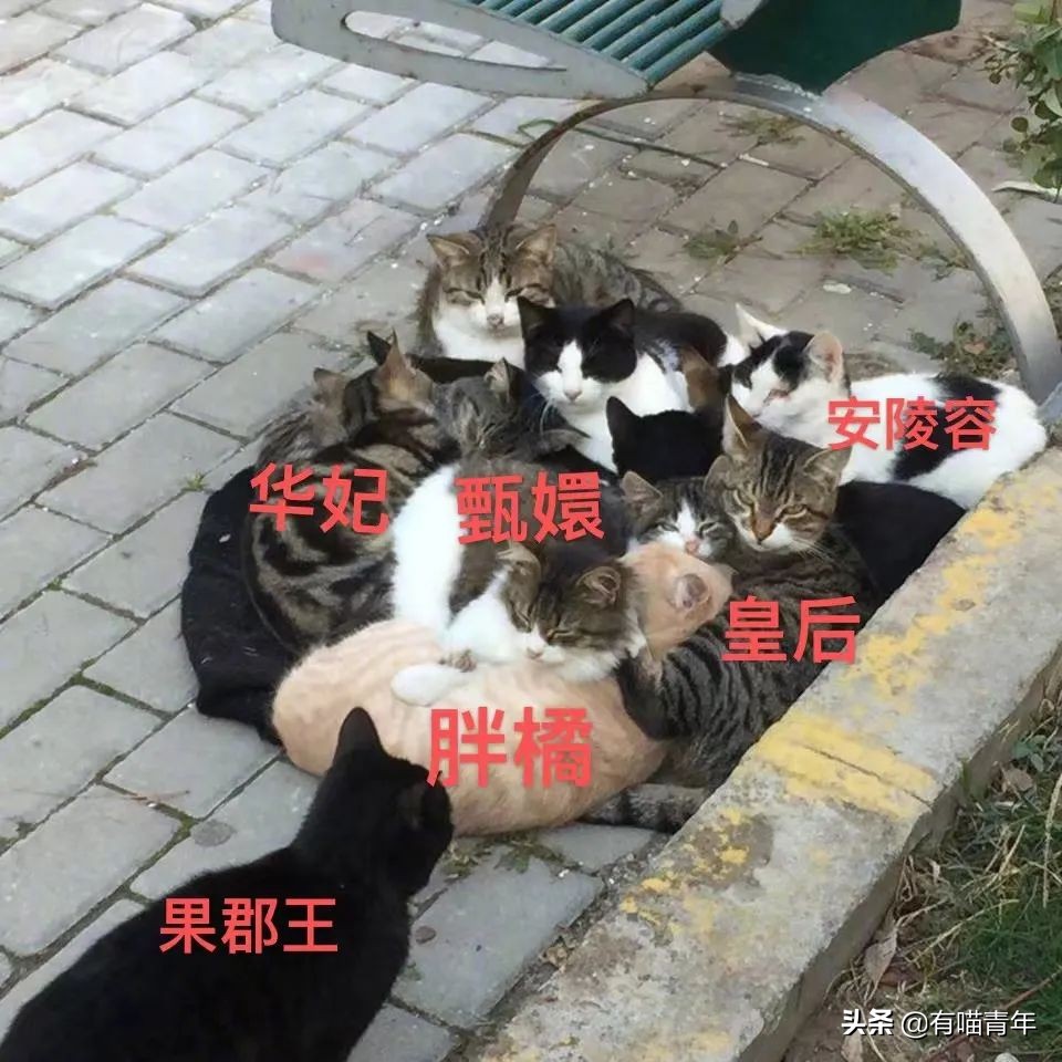 全世界唯一一只世界上最大的猫,世界上最小的体型最大的猫