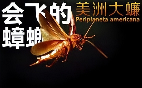 锜戣瀭娌荤櫨鐥呭吇娈栧皬寮烘垚鏈濋槼浜т笟,锜戣瀭鍏绘畺鍙戝鑷村瘜