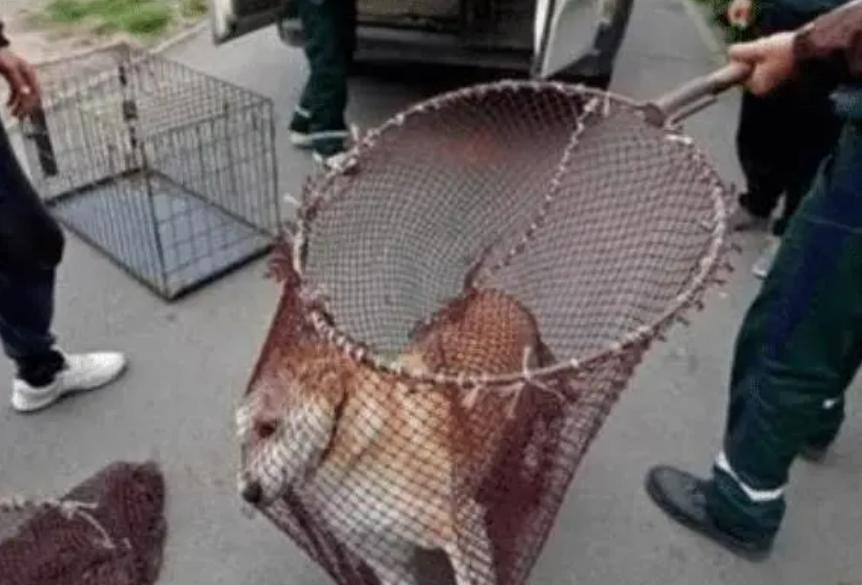 台湾17岁狗安乐死,台湾女子给狗狗安乐死