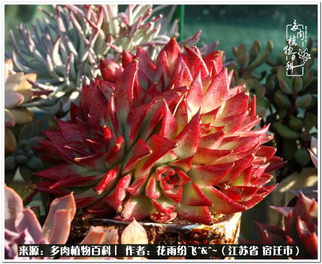 快乐的童年时光视频,回味快乐的童年美好的时光