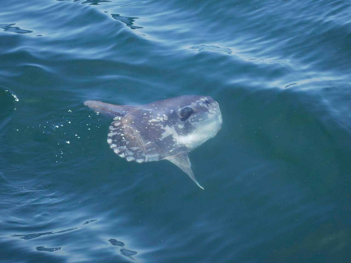 海中翻车鱼,海洋自助餐翻车鱼