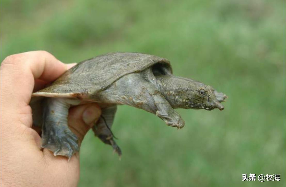 生态养鳖一亩地放多少只,养一亩中华鳖效益有多高