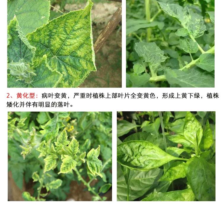 蔬菜根长肿瘤怎么防治,蔬菜靶斑病最新治疗方法