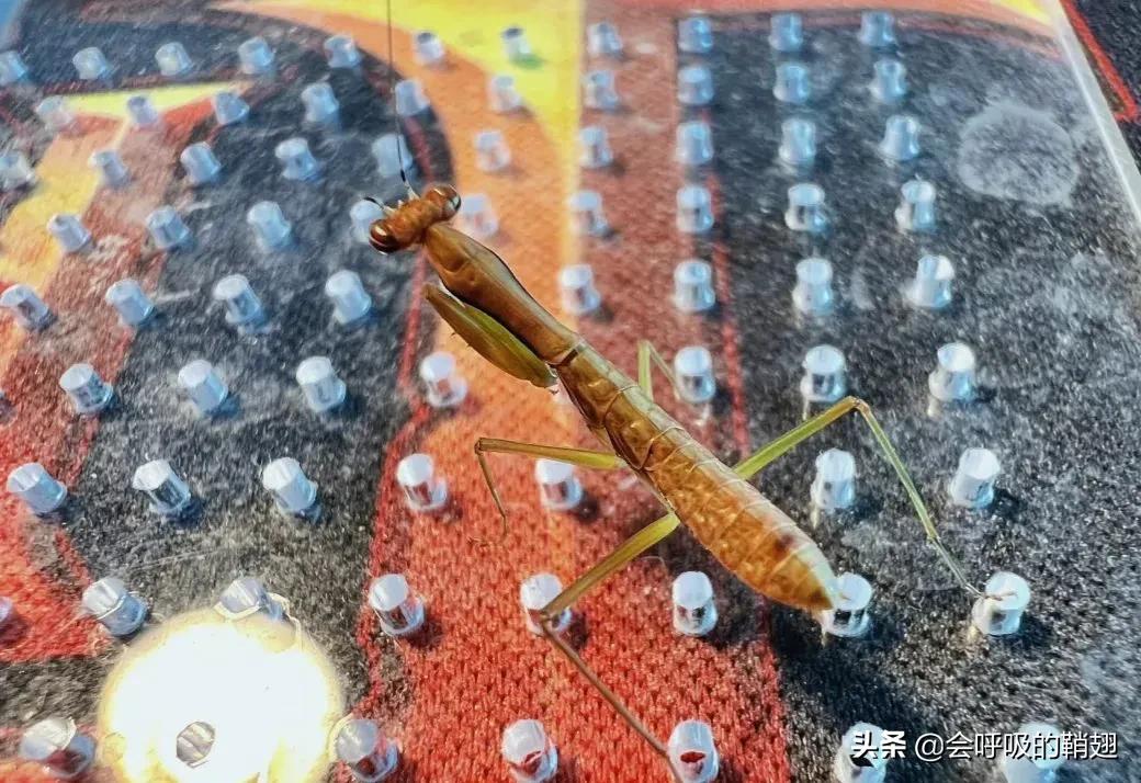 螳螂养殖报告,螳螂饲养观察记录表