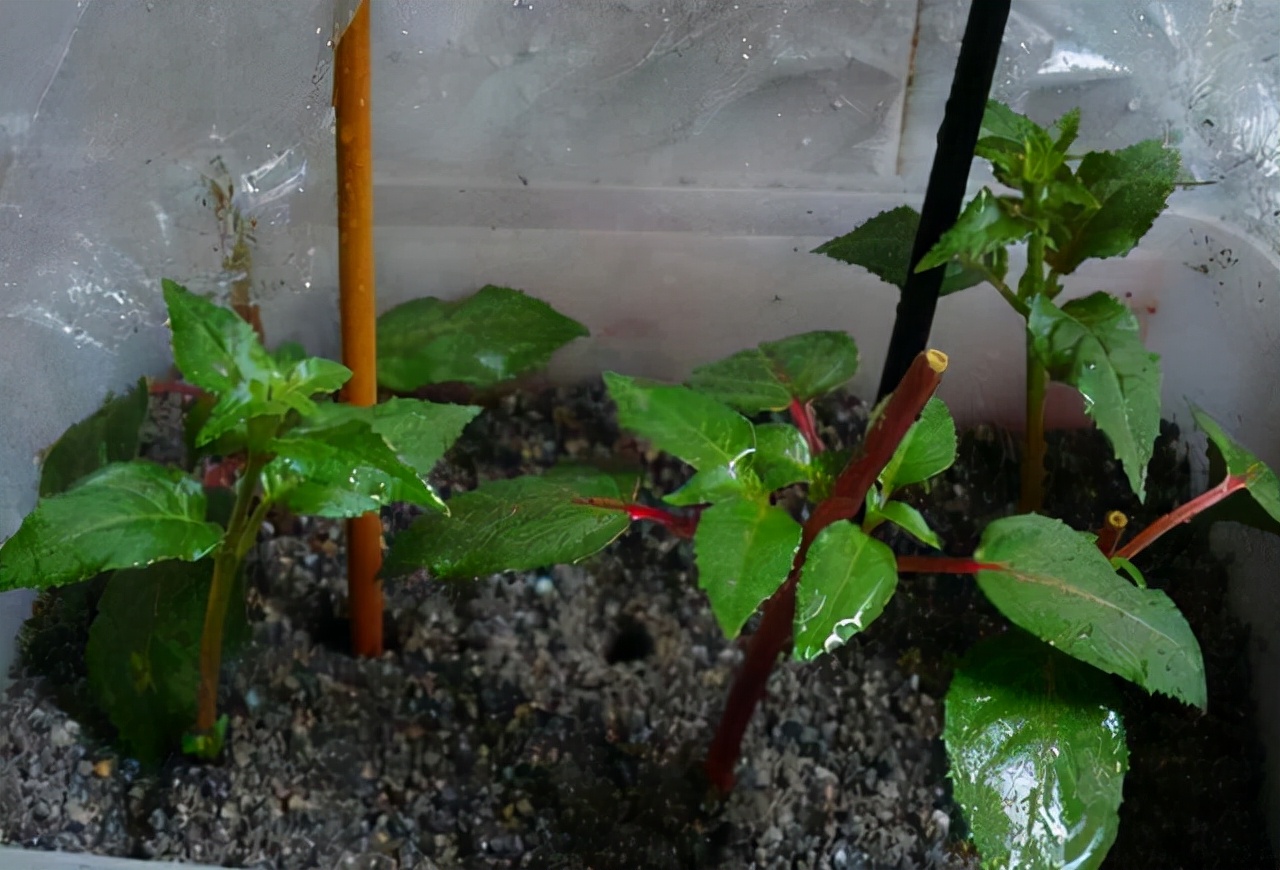 教你扦插大法扦插什么植物都能活,扦插小技巧栽培小妙招