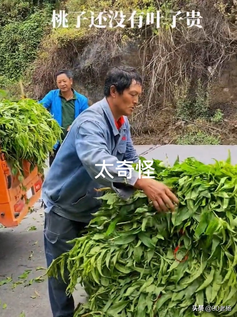 卖桃事件,有人卖桃子卖了30块一斤